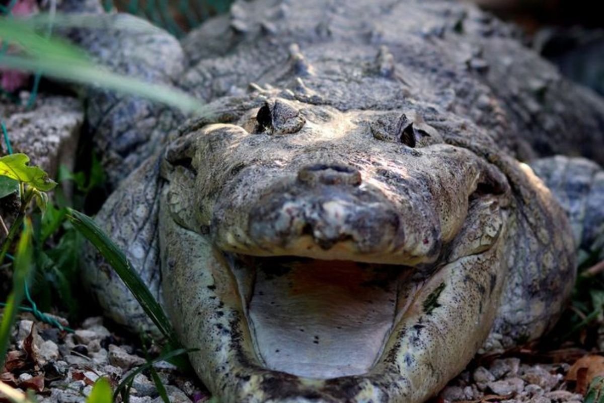 cocodrilo Este caso refleja cómo el tráfico ilegal de fauna sigue encontrando canales en el comercio informal y digital, afectando directamente a especies amenazadas y a los ecosistemas de los que dependen. (PINTEREST)