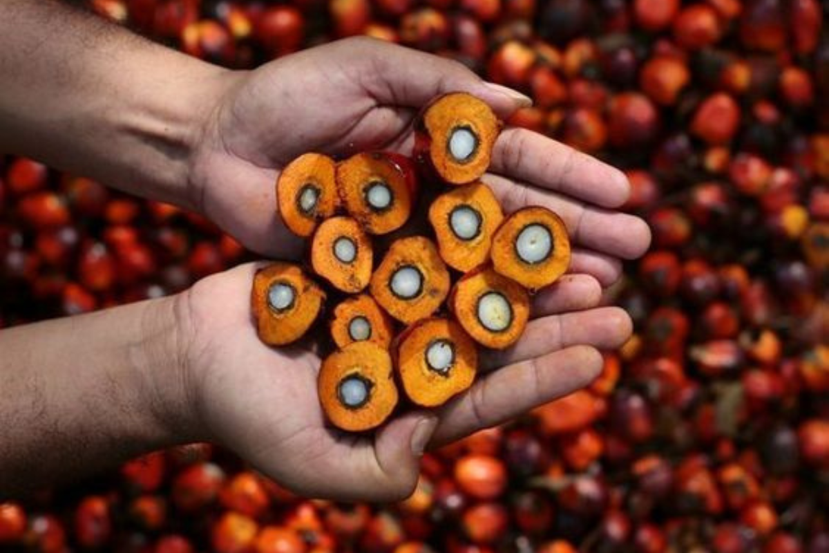 aceite de palma Se encuentra en infinidad de productos cotidianos, desde snacks hasta artículos de higiene. Pero mientras su uso masivo arrasa con selvas tropicales, una nueva opción sustentable despierta esperanza entre quienes luchan por proteger el planeta. (Foto: Pinterest)