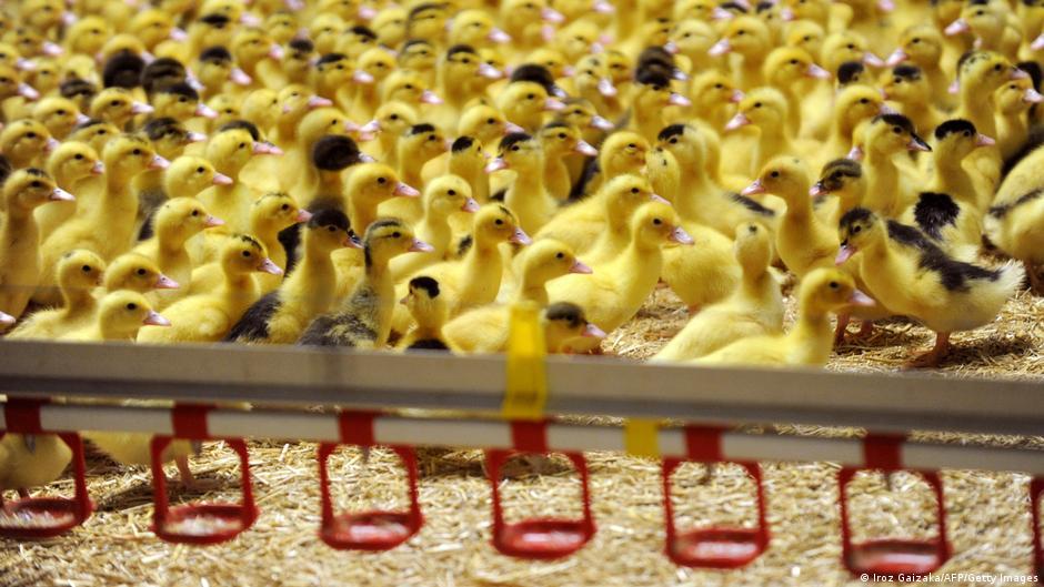 Gripe aviar Francia imagen de cria de patos en granja de Francia
