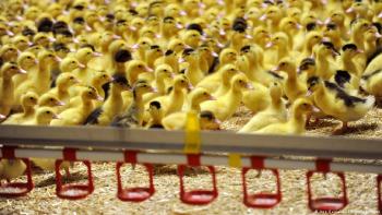 imagen de cria de patos en granja de Francia