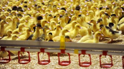 Gripe aviar Francia imagen de cria de patos en granja de Francia
