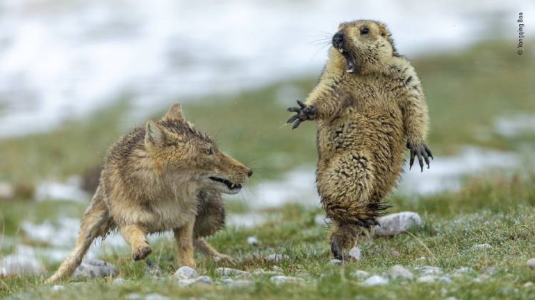 Yongqing Bao Wildlife Photographer of the Year