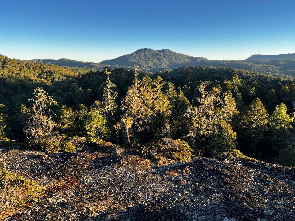 Bosque templado de montaña