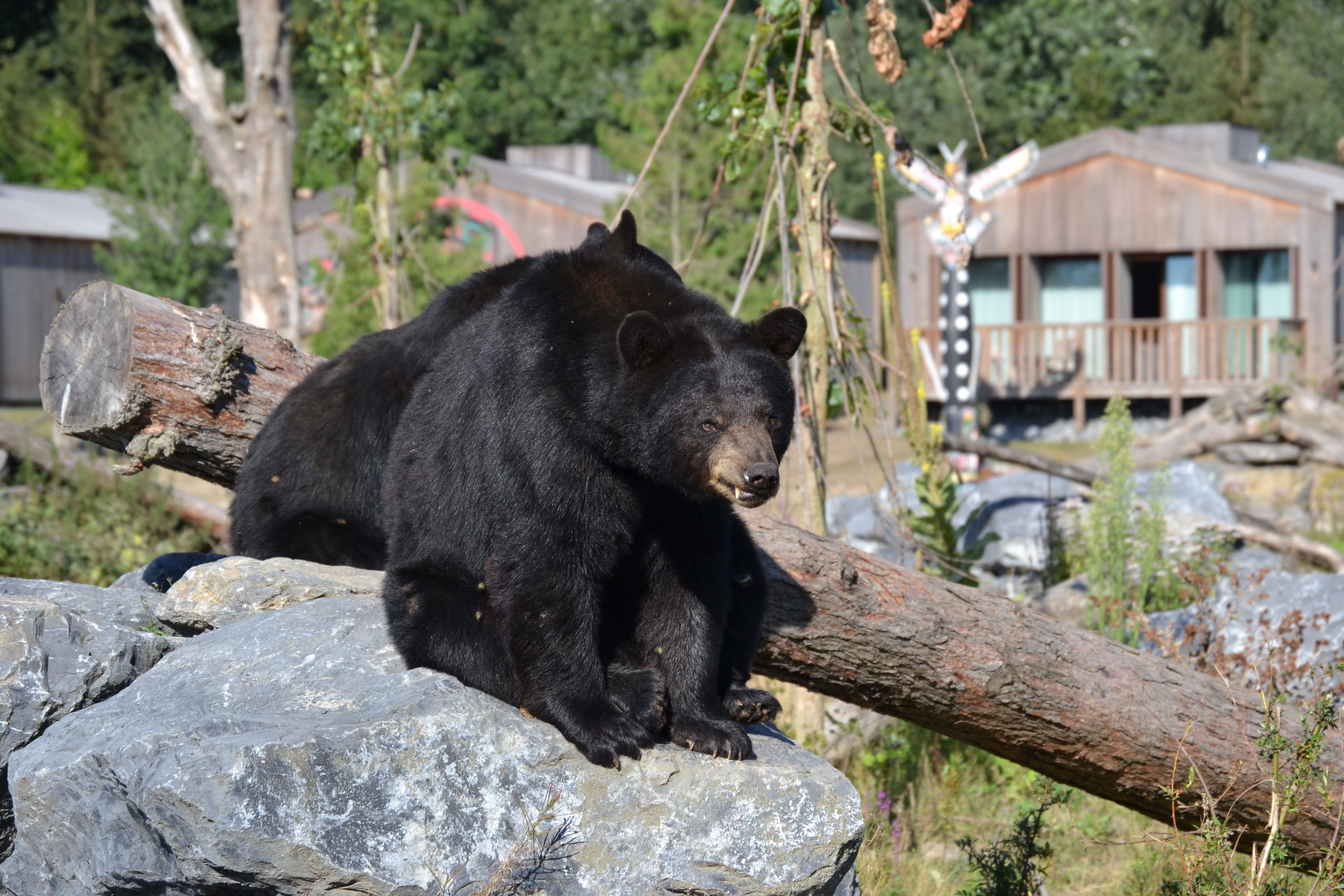 Osos negros en Florida/ Pexels