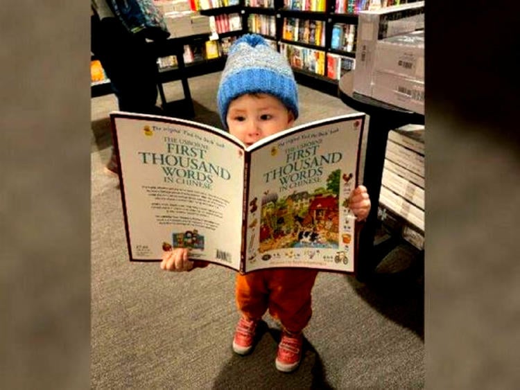 niño teddy superdotado niño teddy superdotado