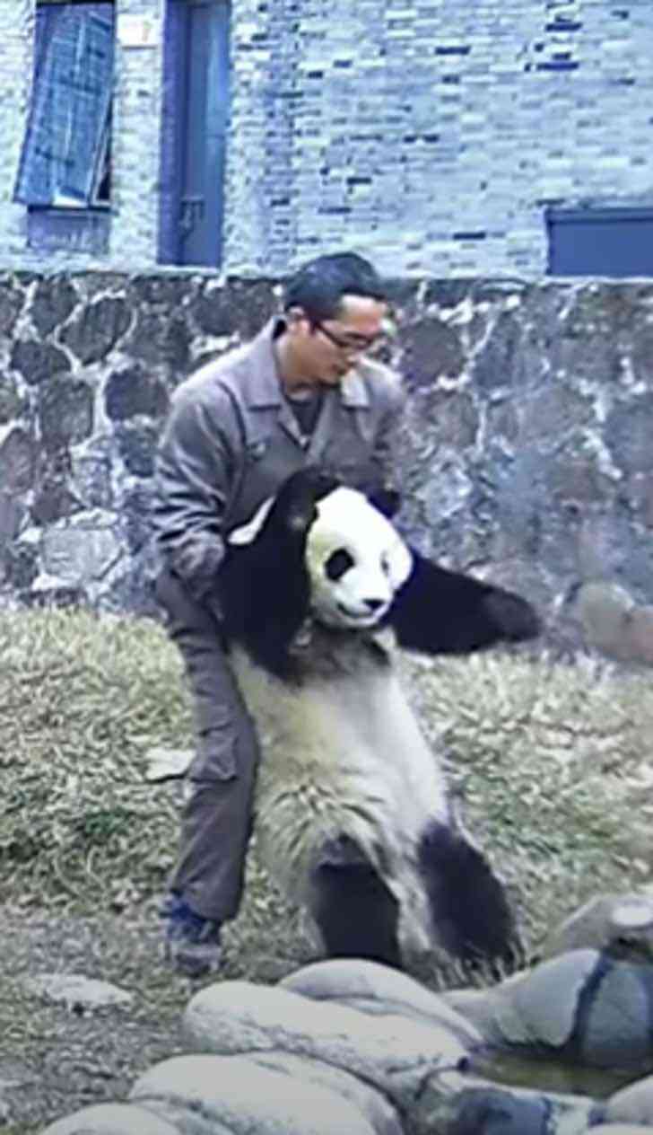 panda gigante maniobra cuidador0