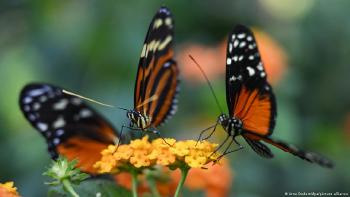 mariposas polinizando flores naranjas