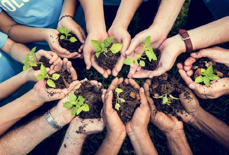 agricultura ecológica ecoforestación