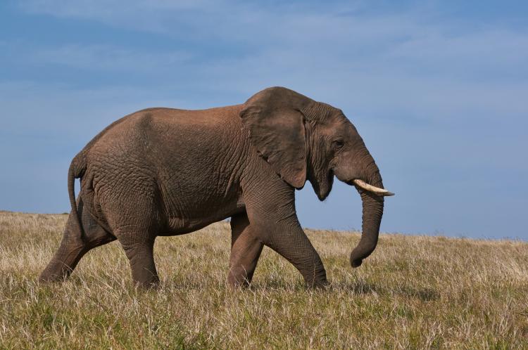 elefante