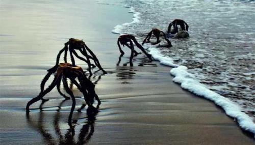 aloe vera ferox aloe vera ferox