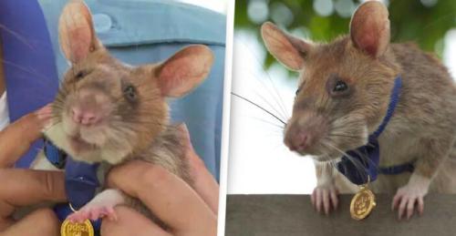 Jubilan a rata gigante condecorada por detectar decenas de minas antipersonales en Camboya