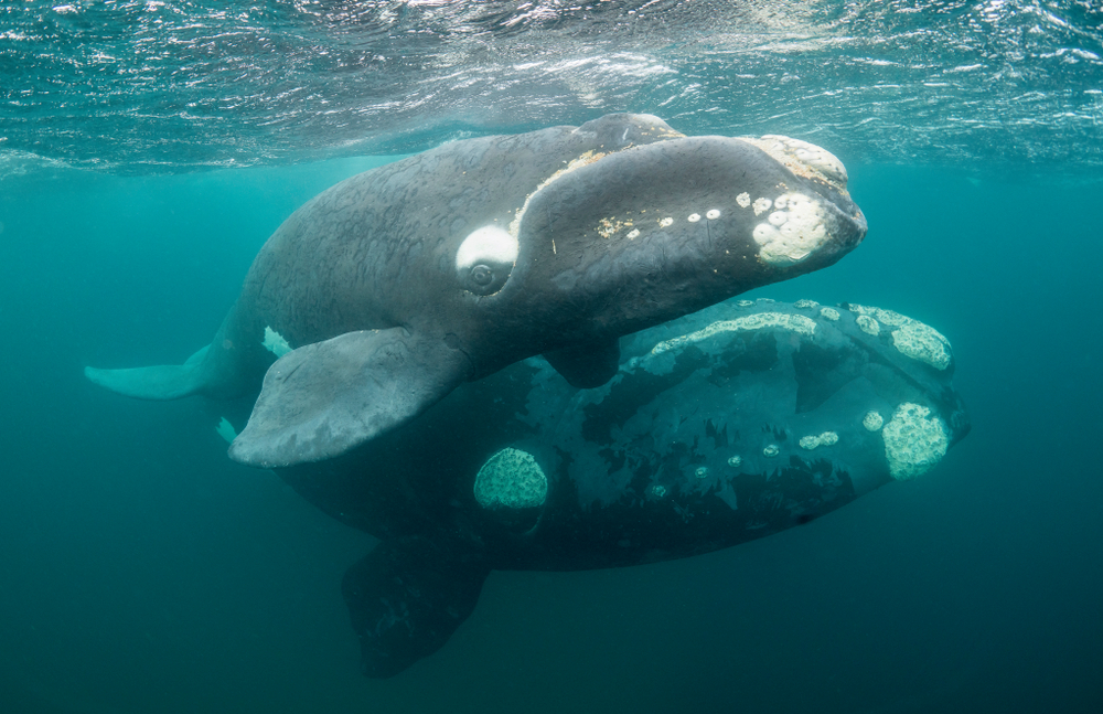 Ballena Franca Austral: Conoce A La Organización Que Las Estudia | Bioguia