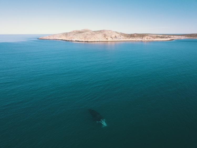 Ballenas Pat. Azul Lucas Beltramino 2 6 Ballenas Pat. Azul Lucas Beltramino 2 6