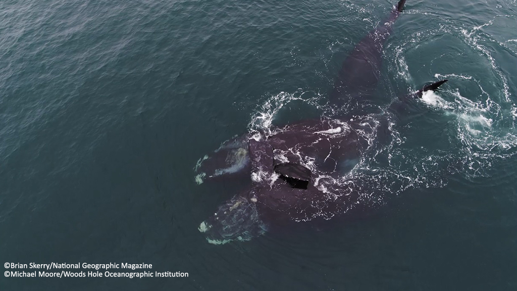 abrazo de ballenas abrazo de ballenas