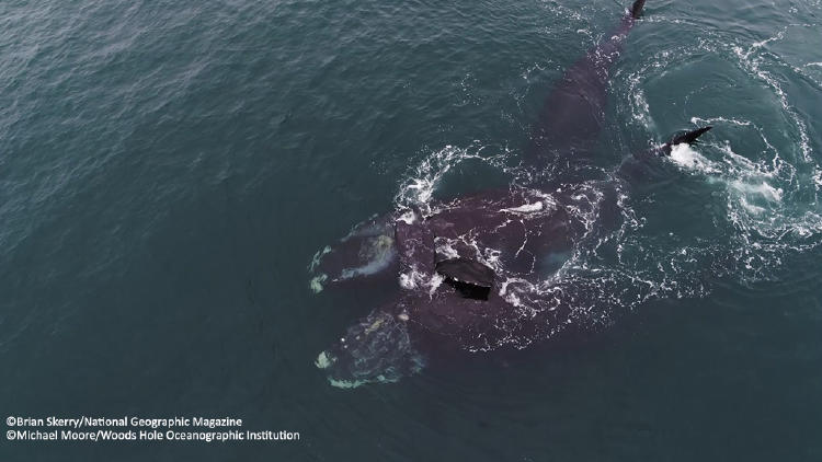 abrazo de ballenas