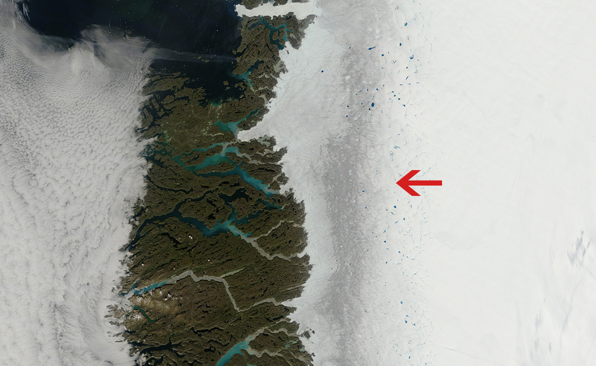 algas negra algas negra