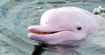 nacio cria delfin rosado esperanza especie
