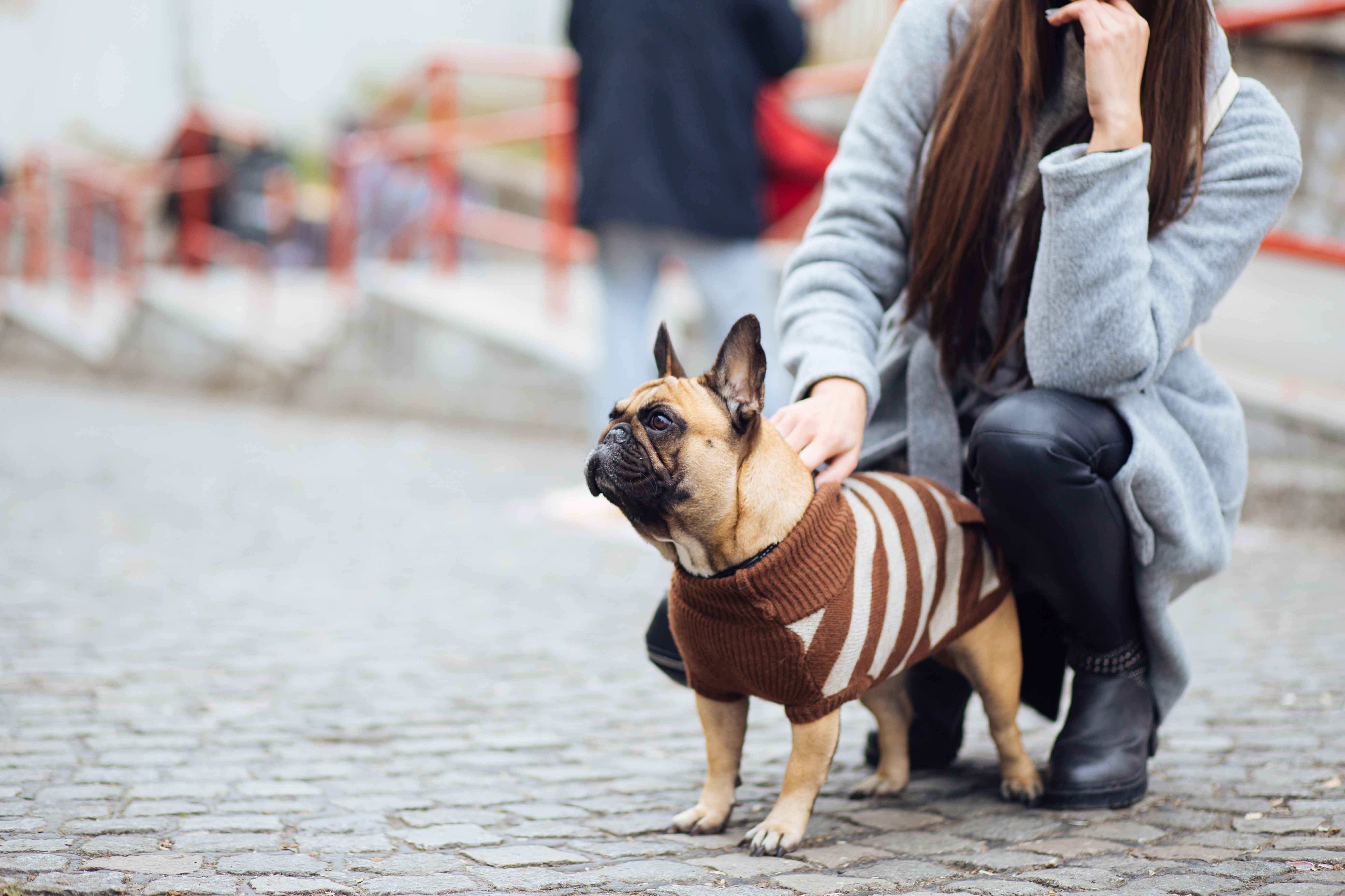 ropa mascota2 ropa mascota2