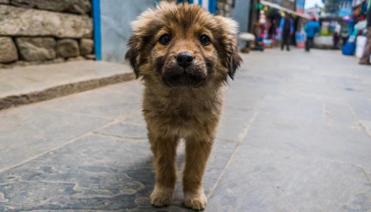 perros curiosidades