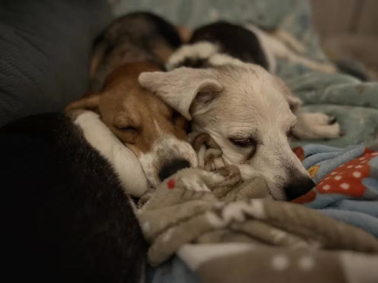 refugio animales2 refugio animales2