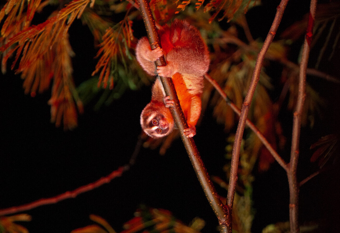 Lorises 006_AW 1300x890 Lorises 006_AW 1300x890