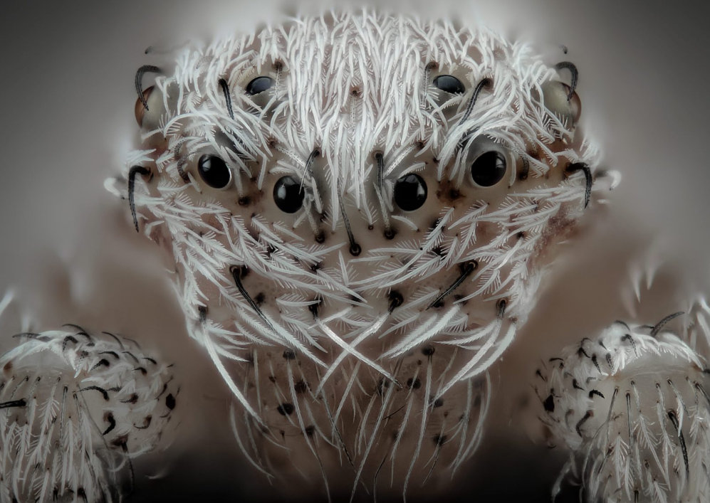 6 Javier Rupérez Nikon Small World Photomicrography Competition 6 Javier Rupérez Nikon Small World Photomicrography Competition