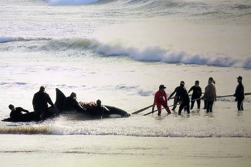 orca varada orca varada