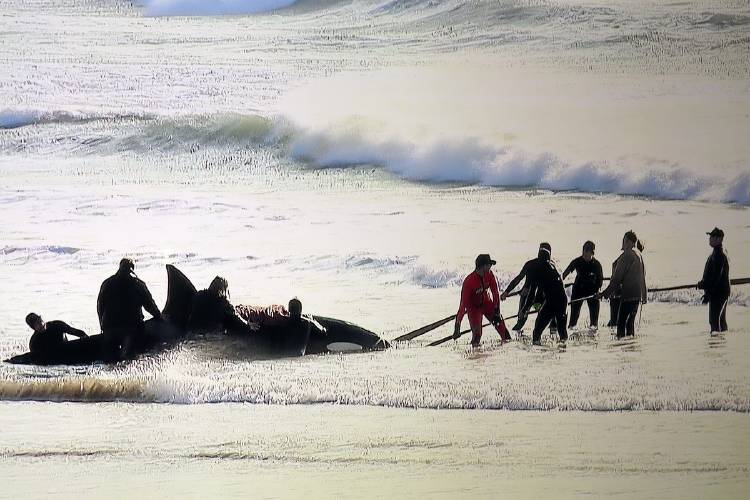 orca varada orca varada