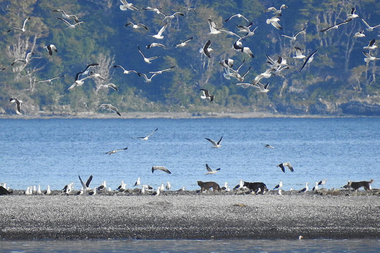 Perros en colonia de aves Punta Gusano 2020 ©Dennis Chevalley 768x512