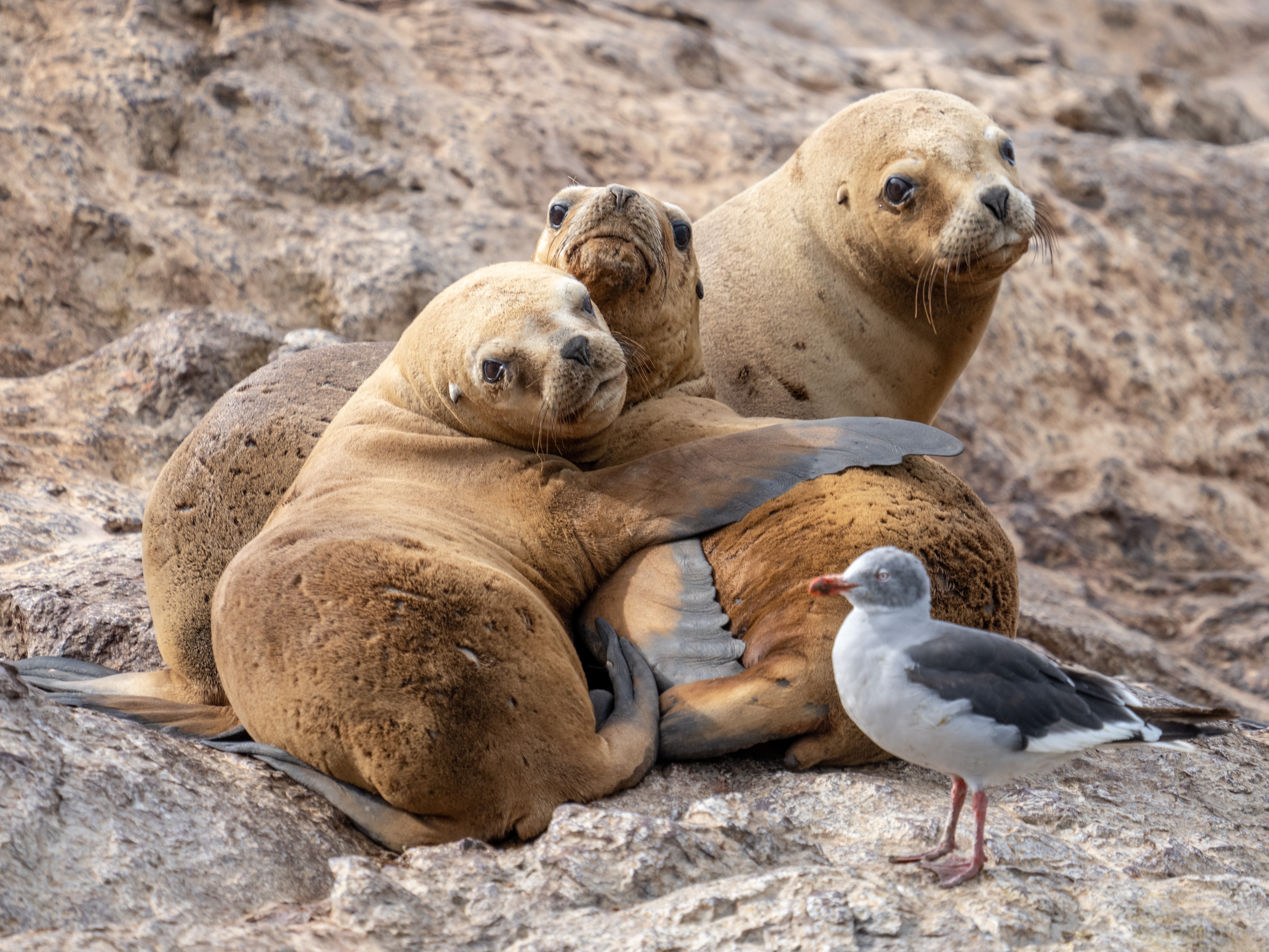 Lobos Marinos en Santa Cruz, Foto por Joel Reyero Lobos Marinos en Santa Cruz, Foto por Joel Reyero