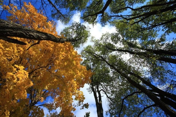 look-up-at-autumn-sky-and-trees-jiayin-ma