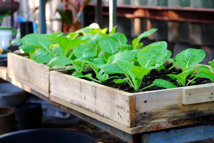 Maceta de madera con espinacas verdes y frescas