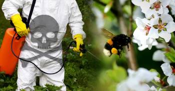 Esto le pasa a las abejas que entran en contacto con el glifosato