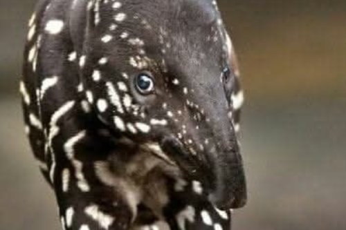 tapir Llamativa: España celebra el nacimiento de una extraña especie que implica un hito en la historia de la conservación de la fauna en el país. (Foto: Pinterest)