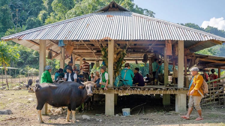 bueyes sagrados Himalaya2 bueyes sagrados Himalaya2