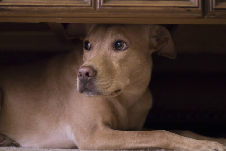 perro asustado debajo de un mueble