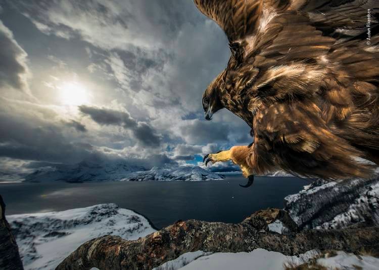 Audun Rikardsen Wildlife Photographer of the Year