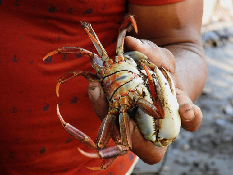 Serie Pesca Artesanal (22) Serie Pesca Artesanal (22)