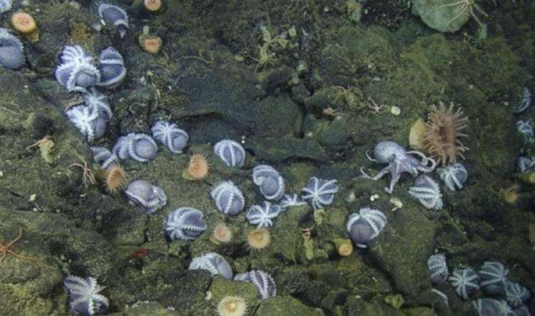 jardin de pulpos jardin de pulpos