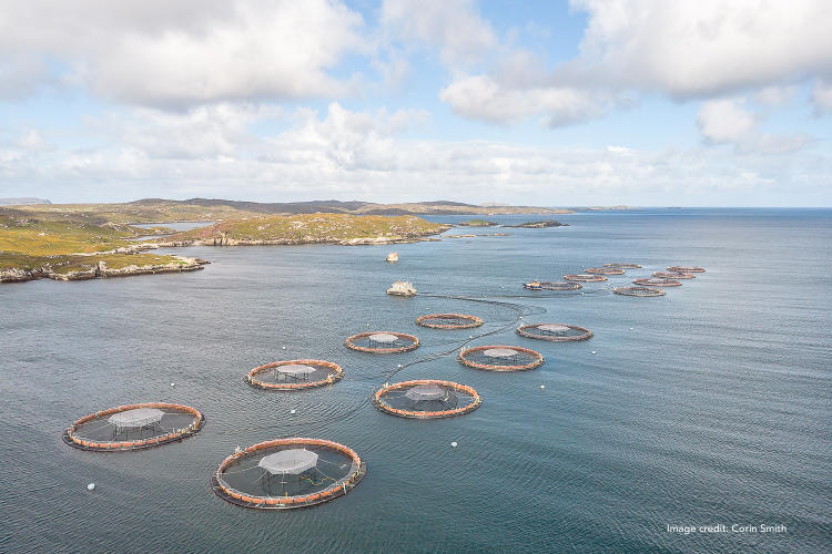 Granjas de Salmón Foto de Corin Smith Granjas de Salmón Foto de Corin Smith