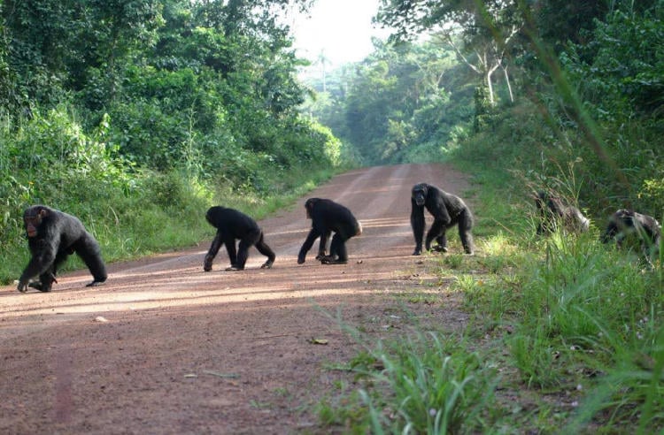 simios áfrica