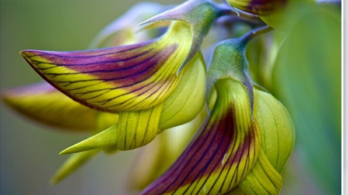 planta picaflor Florece como colibrí y fascina a la ciencia por su belleza en las vastas y áridas regiones del norte de Australia florece una planta que parece desafiar la lógica de la naturaleza. (Foto: Pinterest)