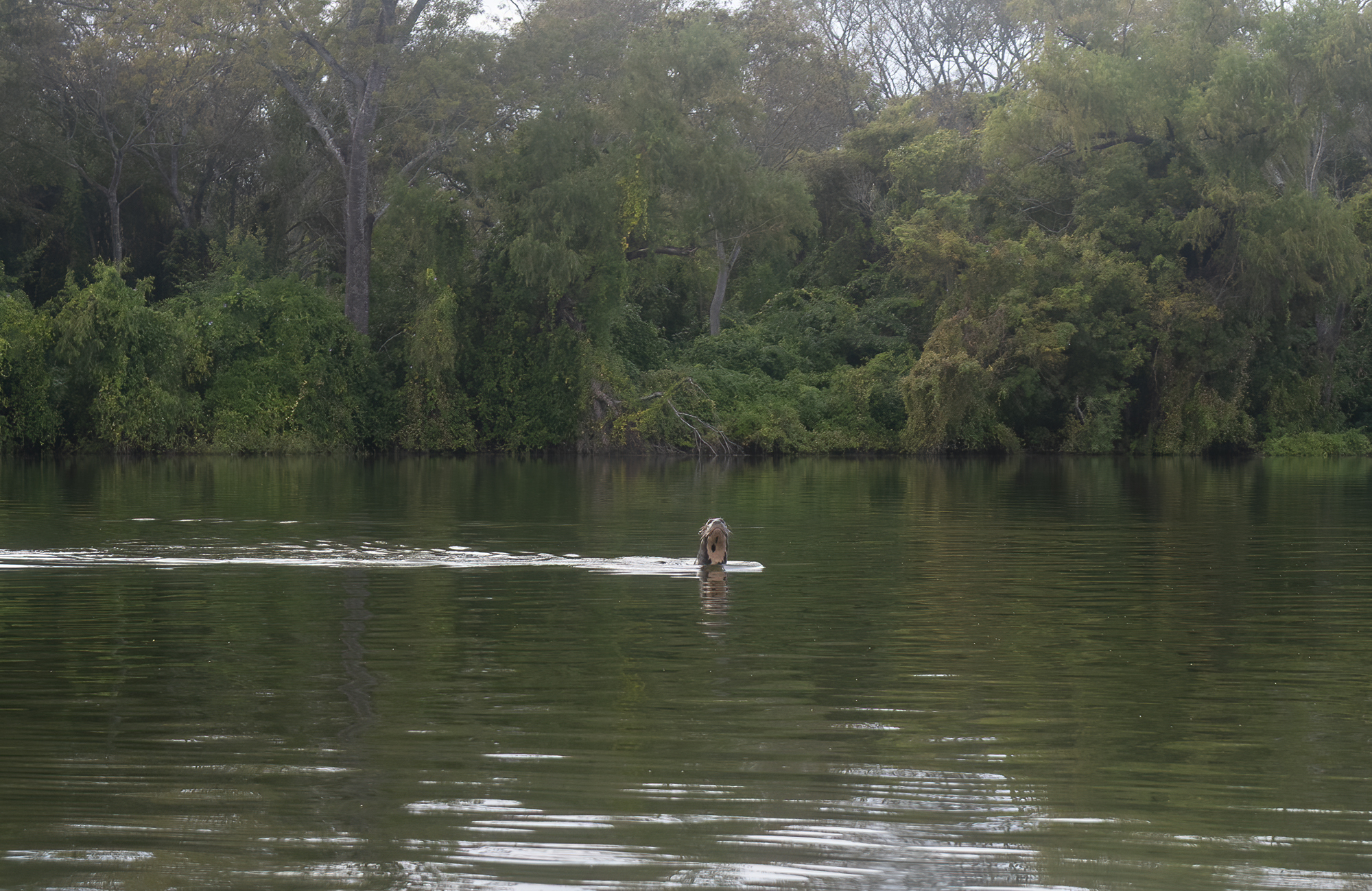Impenetrable - Nutria Gigante - Gerardo Cerón - Rewilding Argentina - 1 Impenetrable - Nutria Gigante - Gerardo Cerón - Rewilding Argentina - 1