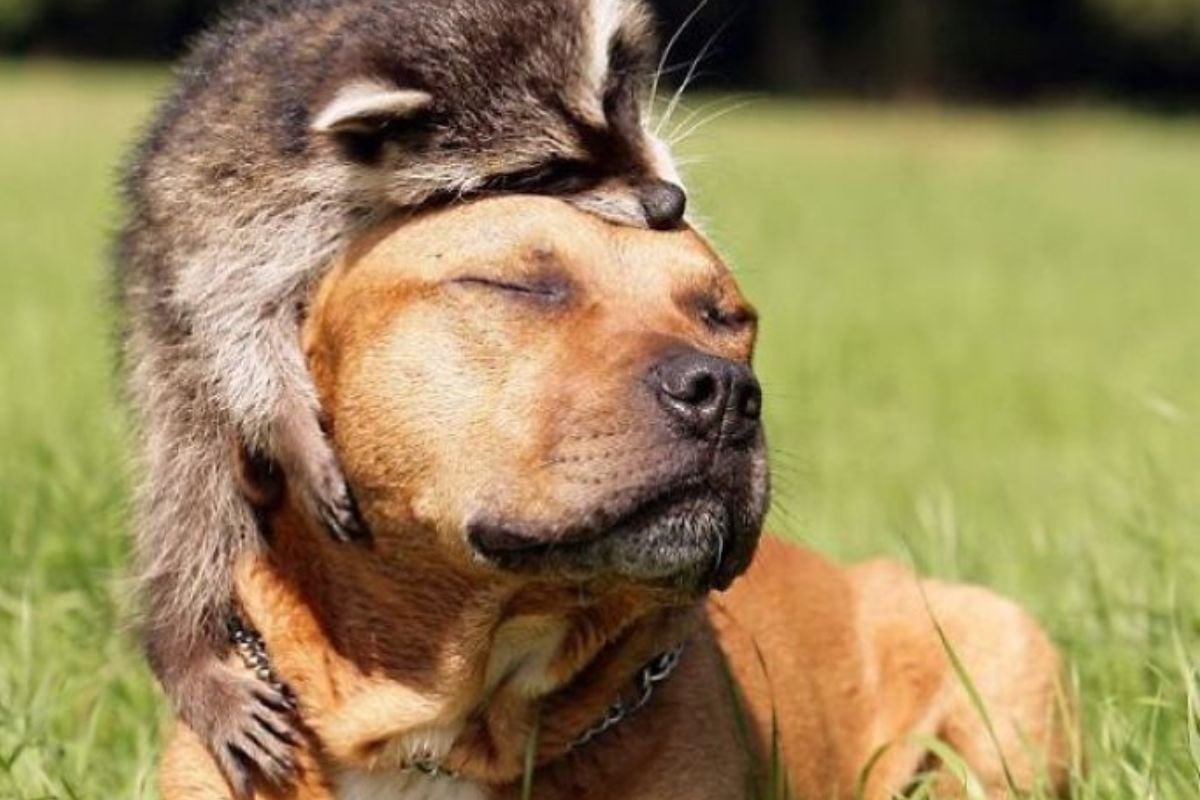 mutualismo En ecología, el mutualismo es una relación simbiótica entre dos especies en la que ambas se benefician mutuamente (Foto: Pinterest)