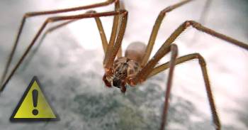Invasión de arañas violinistas ¿cómo podemos ahuyentarlas