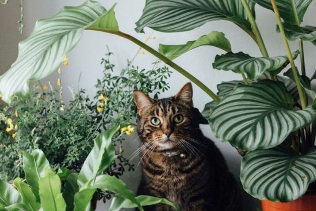 gato plantas