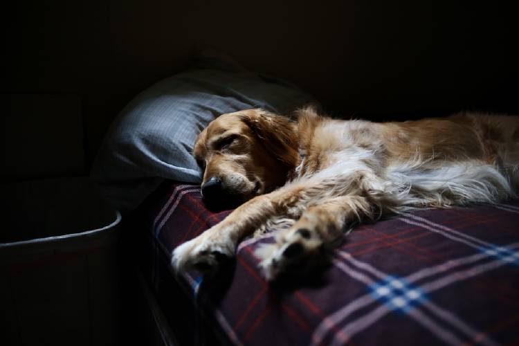 perro dormido cama