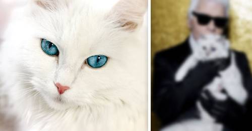 Conoce a Choupette, la gatita que tiene más dinero que cualquier persona que conozcas