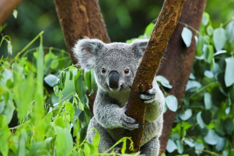 koala koala