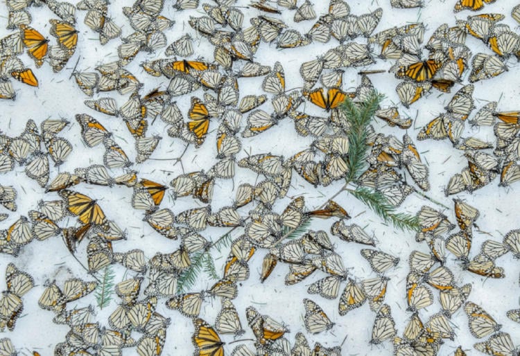 mariposas monarca jaime rojo fotógrafo5